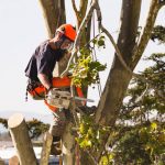Tree Removal