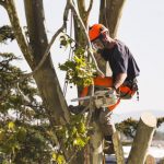 Tree Trimming Companies