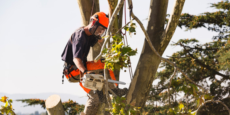 Arborist in Fuquay-Varina, North Carolina