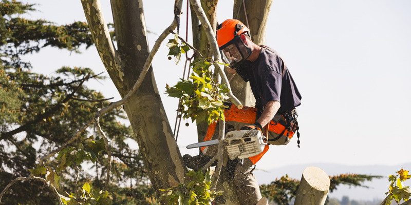 Tree Limb Removal in Holly Springs, North Carolina