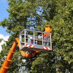 Tree Removal Companies