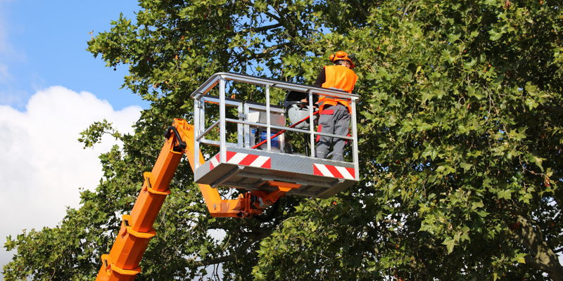 Tree Removal Companies in Duncan, North Carolina