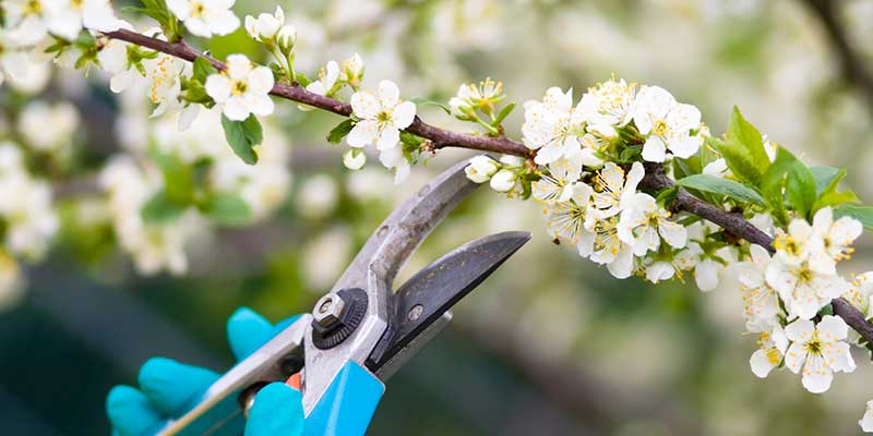 Tree Care You Can Count On
