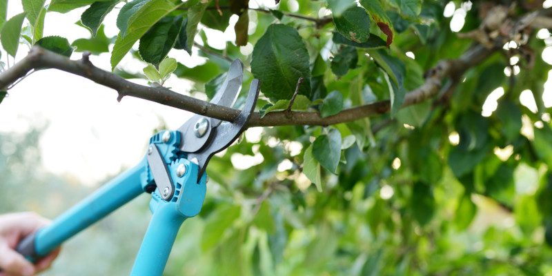 Tree Pruning in Fuquay-Varina, North Carolina