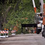 Commercial Tree Removal