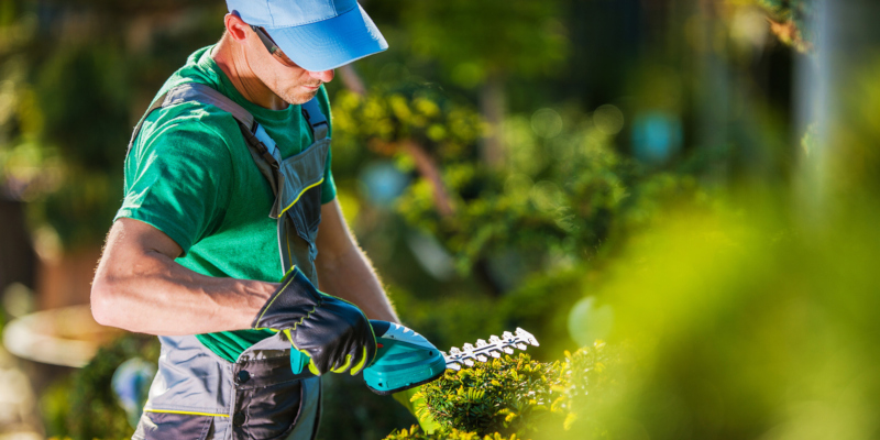 provide you with top commercial tree services