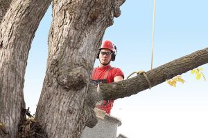 How Tree Limb Removal Keeps You Safe
