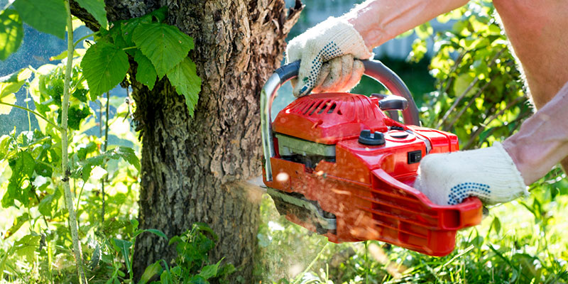 How to Plan for Tree Removal Services