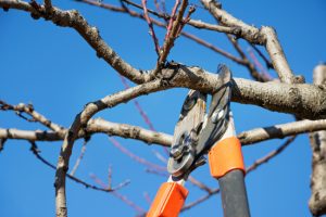 When Is the Best Time for Tree Pruning?