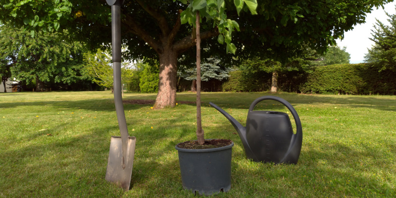 5 Key Benefits of Tree Planting