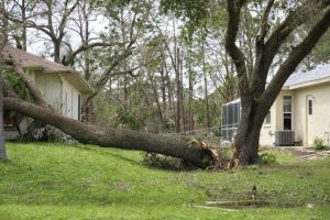 3 Reasons Fallen Tree Removal Matters