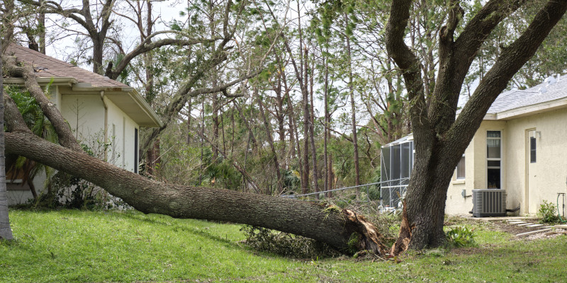 3 Reasons Fallen Tree Removal Matters