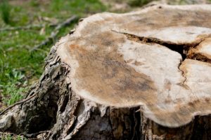 What to Look for in Tree Removal Companies