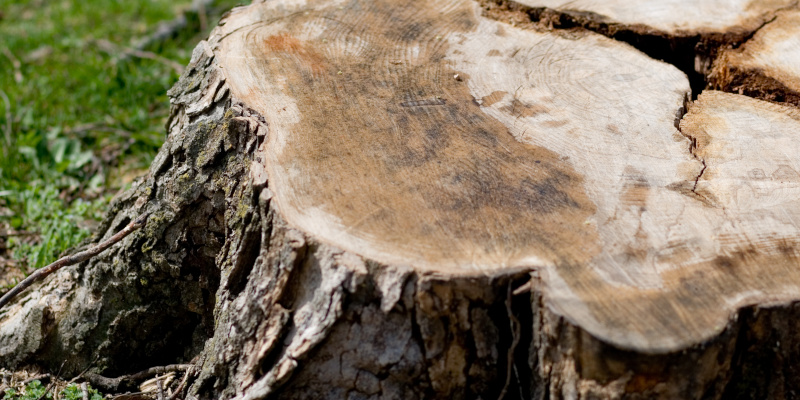 What to Look for in Tree Removal Companies