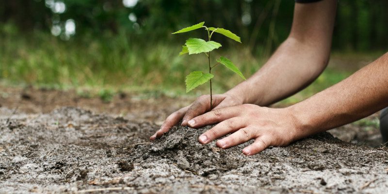 residential tree services