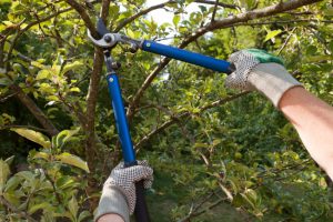 Improve Your Landscape with Commercial Tree Trimming