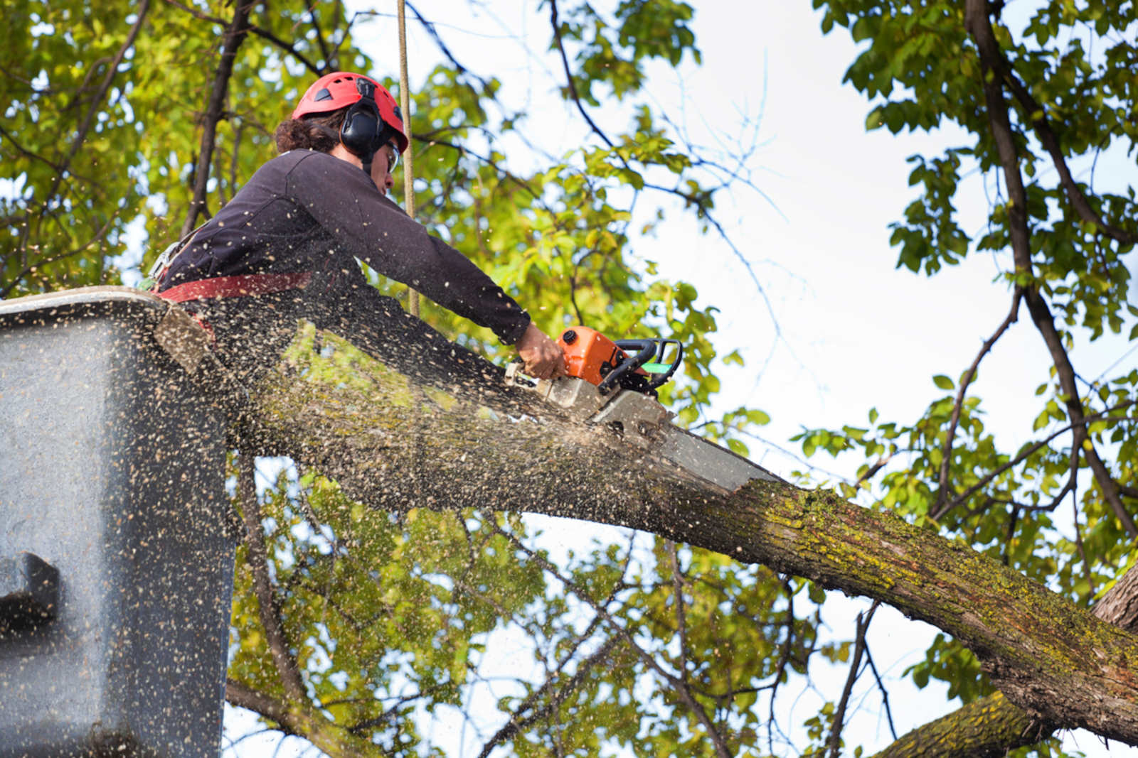 Tree experts