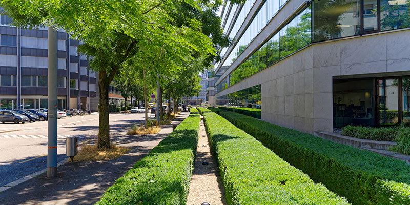Environmental Benefits of Commercial Tree Planting