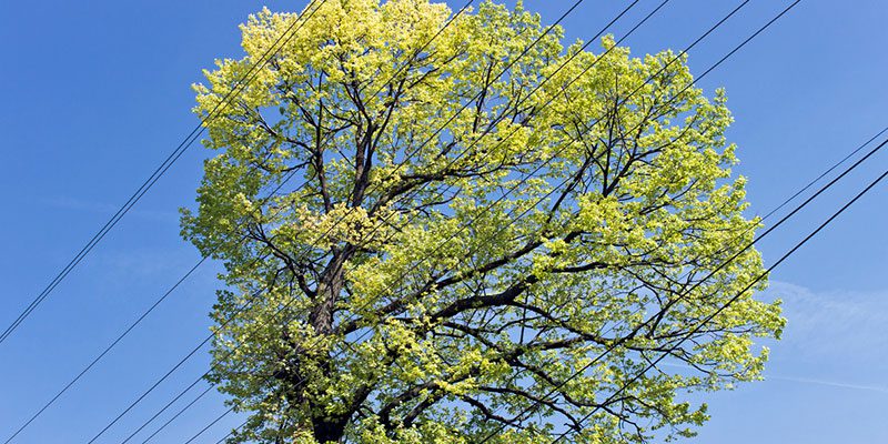 Circumstances When a Tree Removal Is Necessary