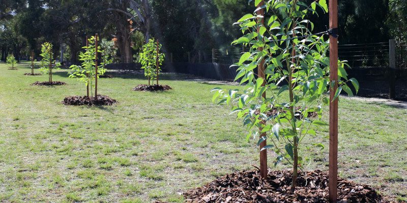 Top Three Tree Care Tips for a Healthy Sapling