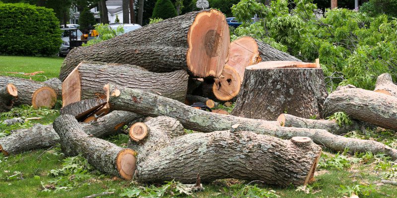 6 Tree Removal Mistakes You Can Avoid by Hiring a Professional