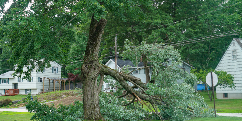 Key Signs You Need Emergency Tree Removal Services
