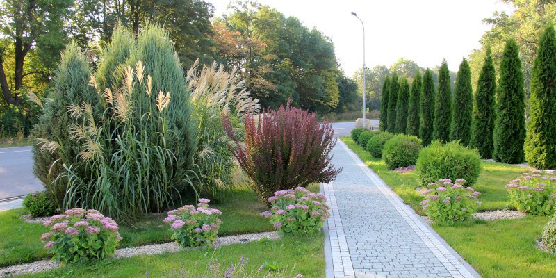 How Residential Tree Services Can Boost Your Property Value