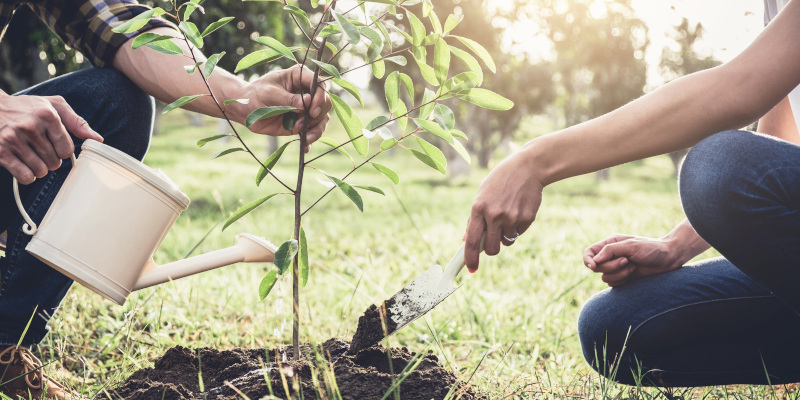 Expert Tips for Tree Planting and Property Beautification