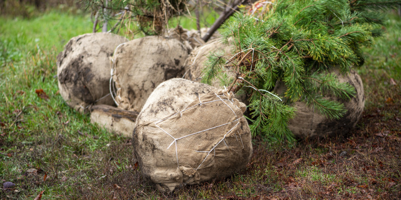 Is Tree Transplanting Right for You?