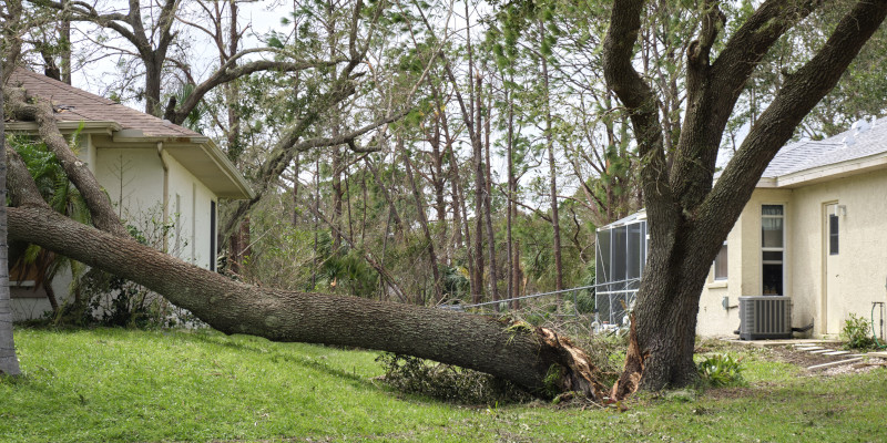 When to Call for Emergency Tree Removal