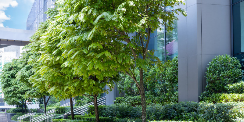 Enhance Your Property With Commercial Tree Planting