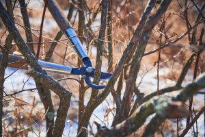 Tree Pruning 101 Tree Pruning 101